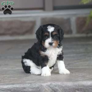 Coco, Cavapoo Puppy